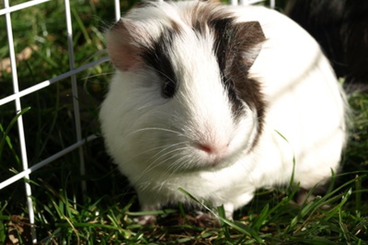 Why Does My Guinea Pig's Cage Smell Bad?