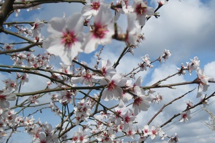 El aceite de almendras tiene un aroma dulce y ligero.