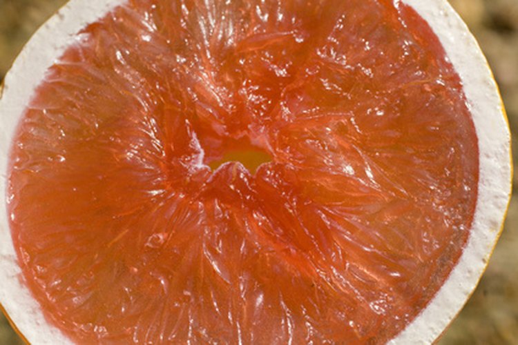 El pomelo puede alterar los niveles en sangre de muchos fármacos, incluida la medicación para la tiroides.