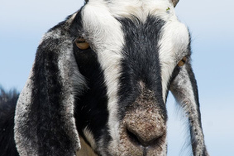 How to Gain Weight for Goats | Pets on Mom.com