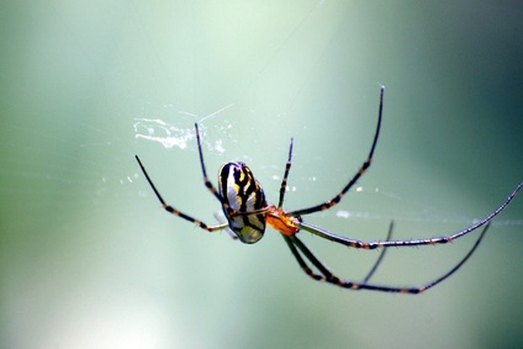 Araña viuda negra.