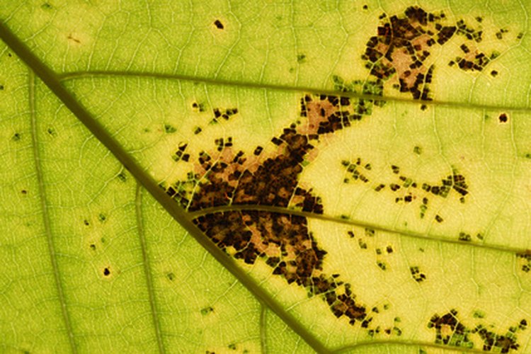 Las manchas marrones en las hojas del árbol son un signo de hongos.