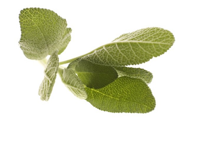 El té de salvia tiene muchos beneficios para la salud.