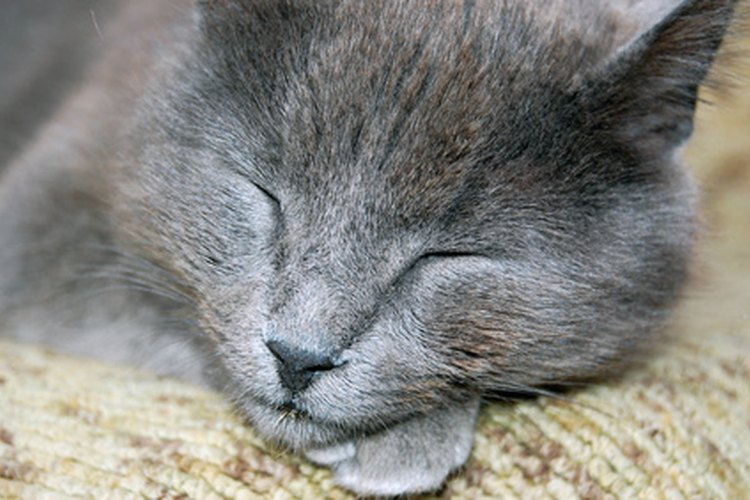 Un gato enfermo normalmente está letárgico y puede requerir cuidados constantes durante su recuperación.
