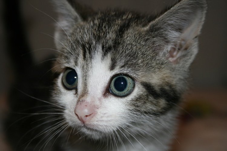 Un gatito nuevo puede temblar de miedo o de excitación.