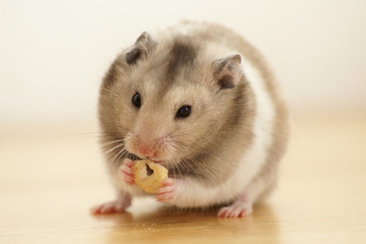 The Best Types of Hamsters: Dwarf Hamster, Syrian Hamster