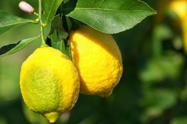 Comer limones mientras estás embarazada tiene ventajas y desventajas.