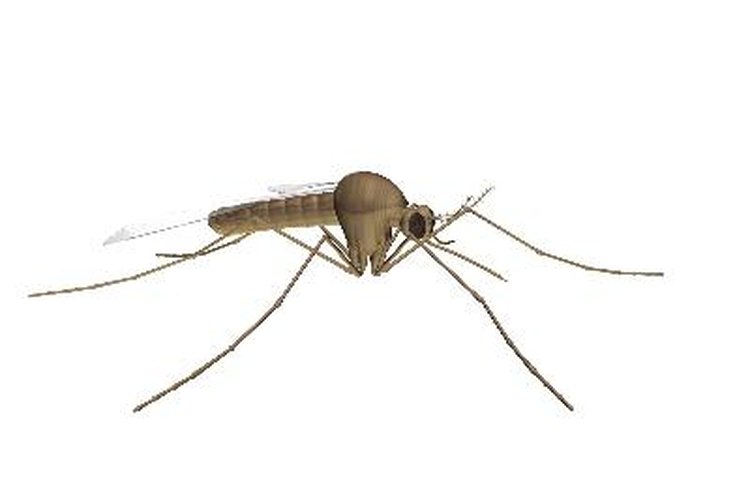 Una picadura de mosquito puede convertirse en una herida infectada.