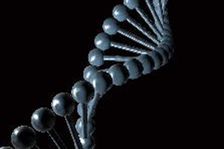 Los cromosomas contienen una huella genética que determina características.