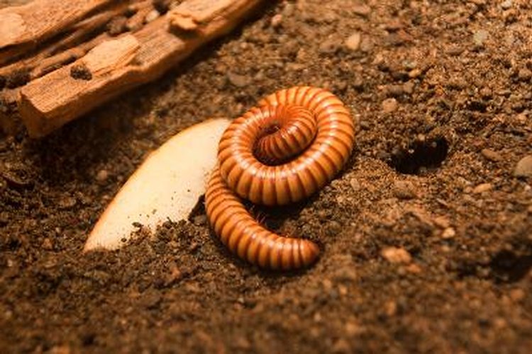 Parásitos intestinales.