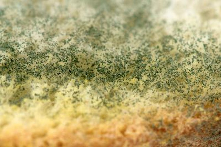 El aspergillus es un hongo peligroso para la salud humana y animal