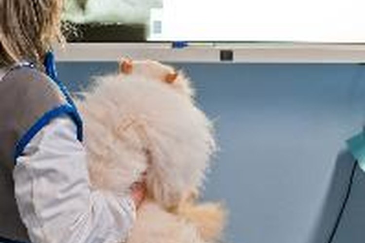 Puedes ahorrarte el viaje al veterinario con estos sencillos consejos.