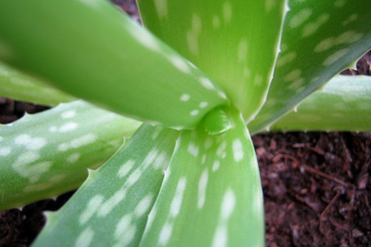 El extracto de aloe vera puede aliviar la picazón.