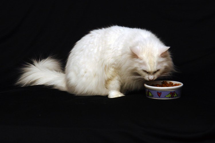 Un gato puede perder el apetito si vomita bilis de manera regular.