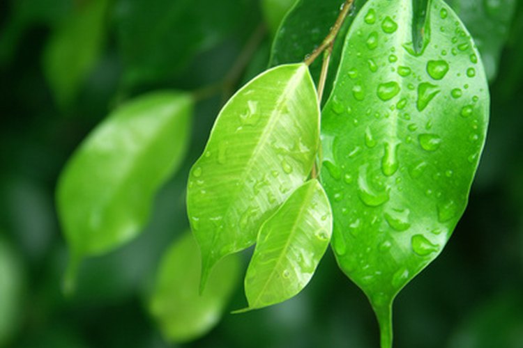 Las pequeñas y brillantes hojas del Ficus benjamina a pleno sol.