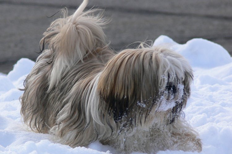 Shih Tzu