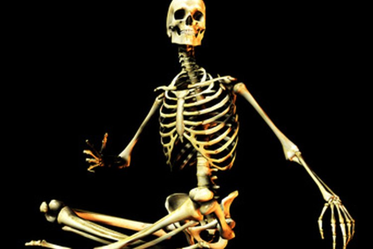 Esqueleto humano.