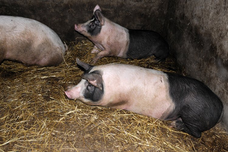 Algunos veterinarios se especializan en atender animales de granja.