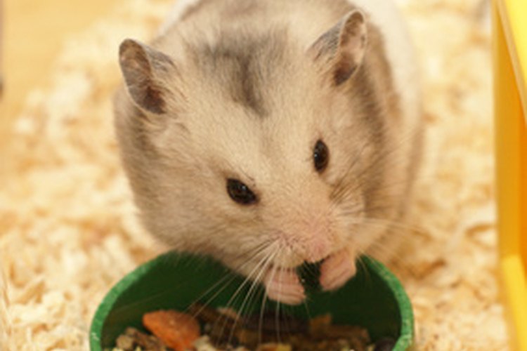 How Often Should You Change Hamster Shavings? | Pets on Mom.com