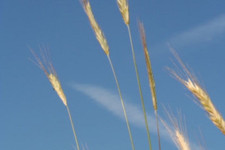 Los cereales Glucerna proporcionan 5 g de fibra dietética, cuyos beneficios incluyen regular los niveles de azúcar en la sangre, así como bajar el colesterol y reducir el riesgo de estreñimiento.