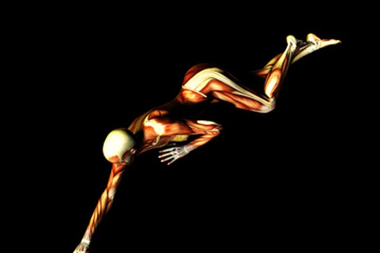 Los nervios controlan los movimientos musculares a través de impulsos nerviosos.