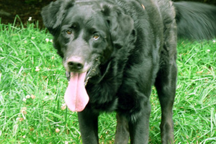 La sarna le pone a los perros la piel seca, dolorida y con comezón.