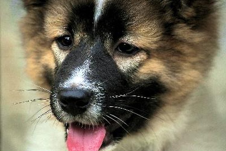 ¿Una píldora para dormir puede matar a una mascota?