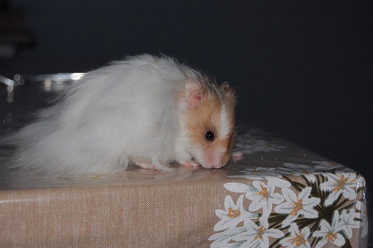 Syrian Hamster Lifespan: How Long Do Syrian Hamsters Live? - A-Z