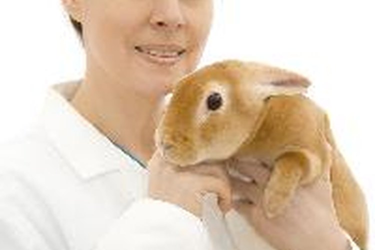 No debes darle ningún medicamento de venta libre a tu gato sin la aprobación de tu veterinario.