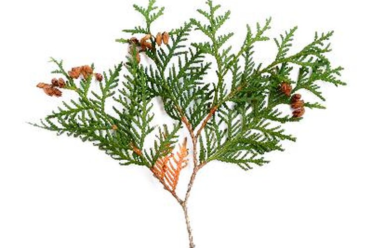 La Thuja occidentalis es un árbol que se usa en homeopatía.