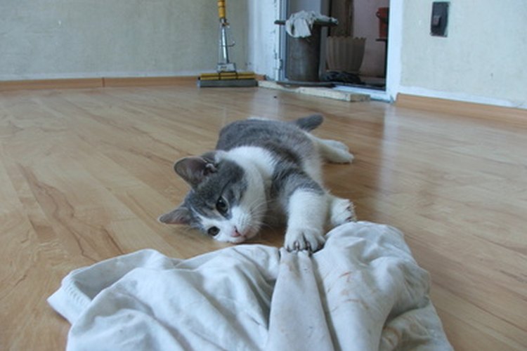 Adecuada puede ayudar a asegurar un gato feliz y saludable.