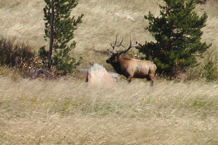 elk image by Dennis Carrigan from Fotolia.com Colorado is in the heart of the United States' available elk hunting territory.