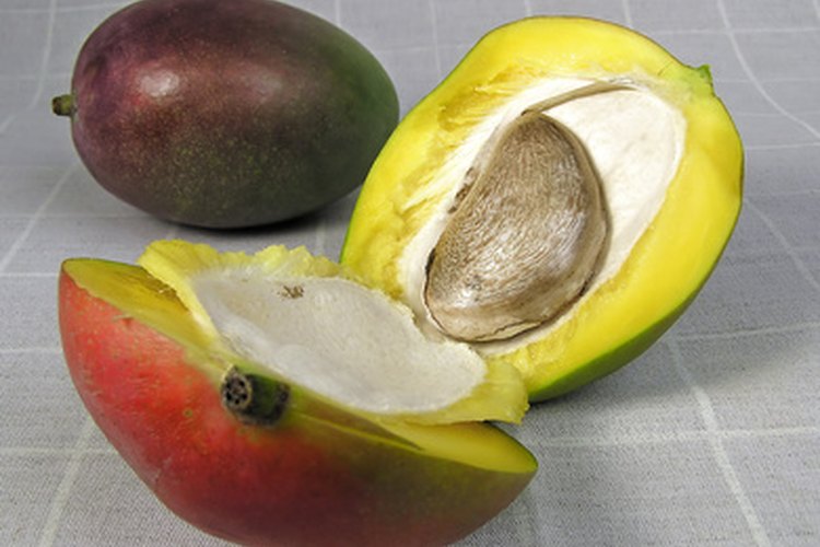 Cómo combatir la alergia al mango.