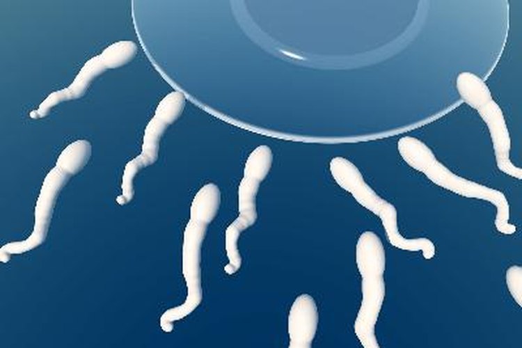 Morfología del espermatozoide.