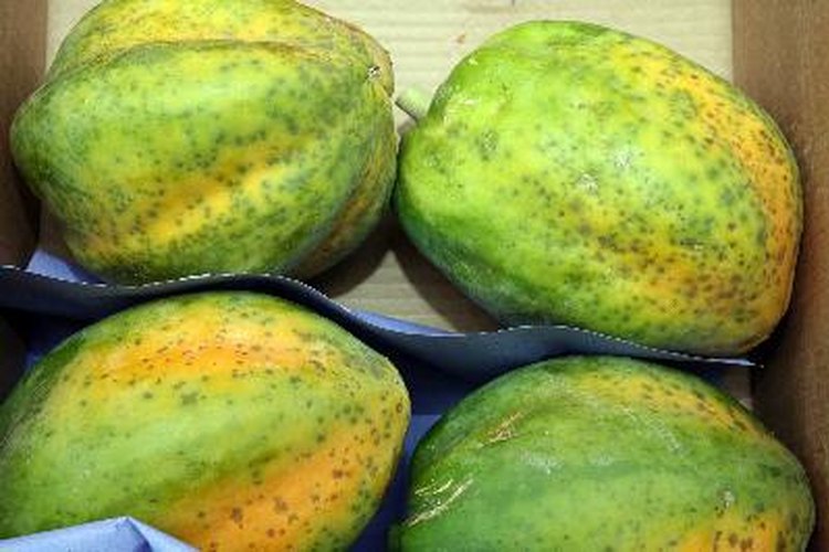 Incluso las papayas semimaduras contienen látex.