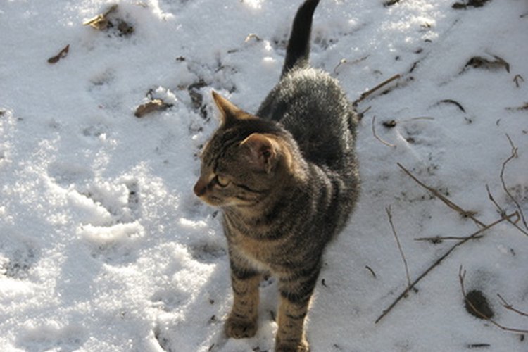 Los gatos que pasan mucho tiempo afuera son más susceptibles a contraer leucemia felina.