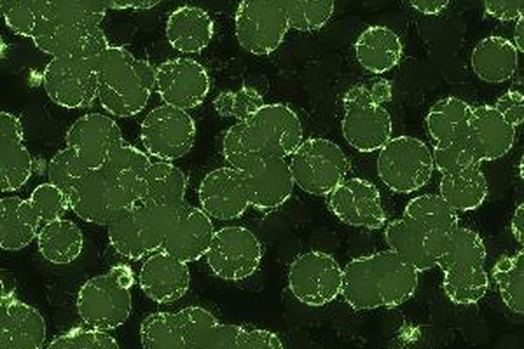 Las bacterias fueron los primeros organismos vivos en el planeta.