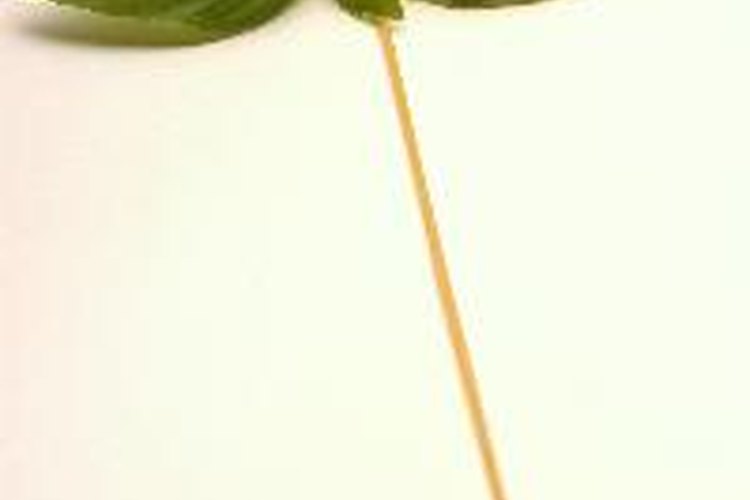 La dieta HCG califica como una dieta muy baja en calorías, que está diseñada para producir pérdida de peso rápida.