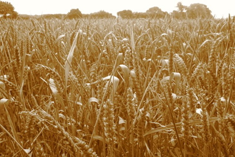 Hecha a partir del trigo, la harina de semolina contiene gluten.