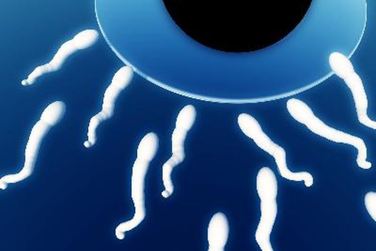 Los conductos deferentes son los que trasladan la esperma.