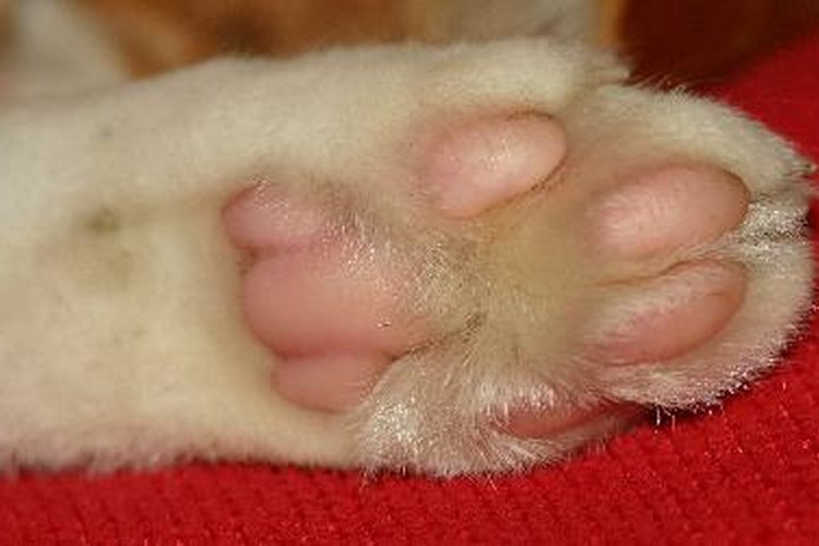 Enfermedades en las patas de los gatos.