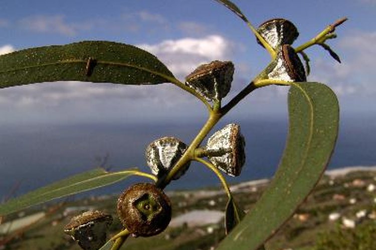 Agregar aceite de eucalipto al agua en el humidificador puede aliviar los síntomas respiratorios.