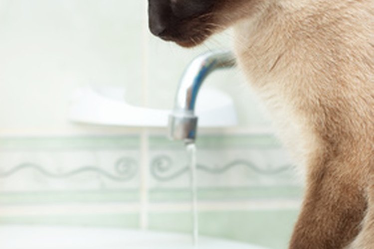 El agua es esencial para la salud del tracto urinario.