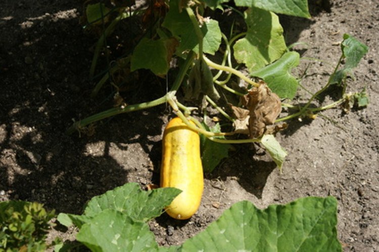 La vitamina K natural se encuentra en verduras de hojas verdes.