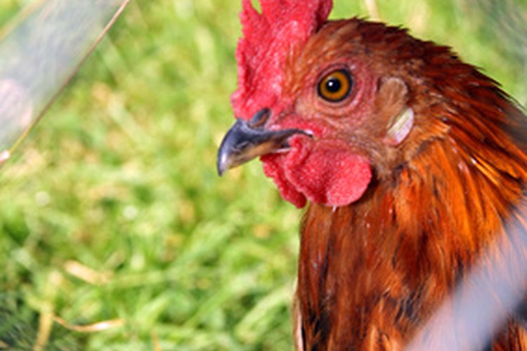 Las gallinas son vulnerables a todo tipo de enfermedades, al igual que nosotros.