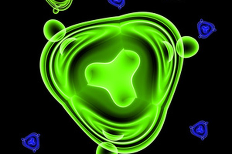 Las bacterias son organismos unicelulares que se reproducen mediante la división celular