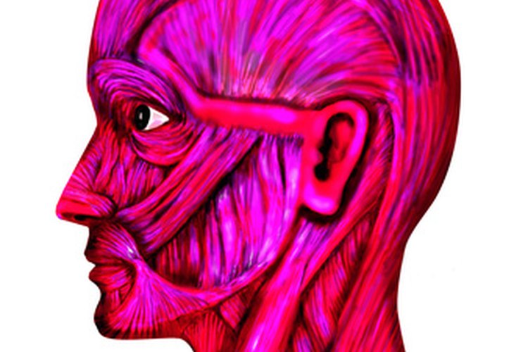 Sistema muscular
