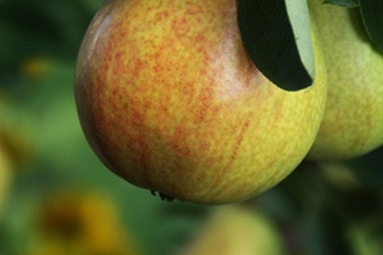 La celulosa microcristalina se refina a partir de fibras vegetales insolubles.
