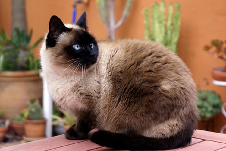 Lleva a tu gato al veterinario si muestra signos de dificultad para orinar.
