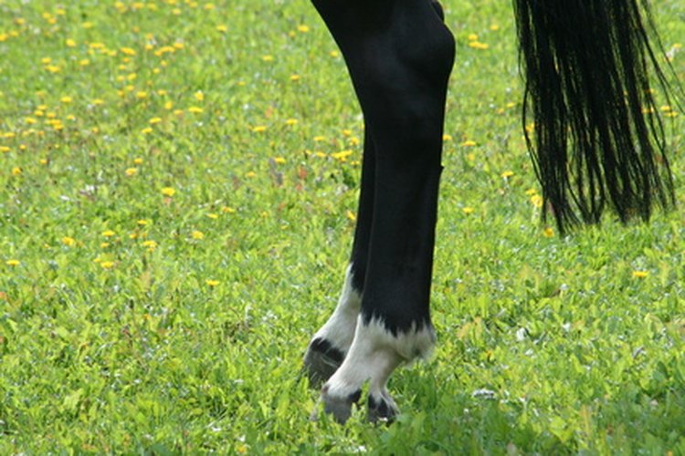 La inflamación de los corvejones causada por el alejamiento no afecta en la actitud del caballo o en su apetito.